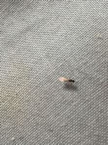 床上发现这种白色虫子，很小很小像蛆一样蠕动。这是什么？该怎么办？_百度知道