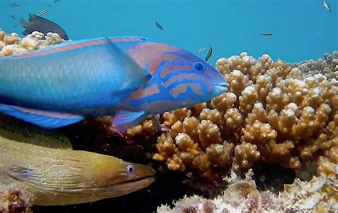 Fish Swim Behavior 的图像结果