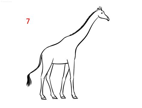 Giraffe Head Drawing Easy