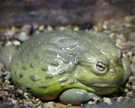 What Do Bullfrogs Eat Complete Bullfrog Feeding Guide