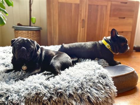 Adopt Poppet — Safe Haven Animal Rescue Inc.