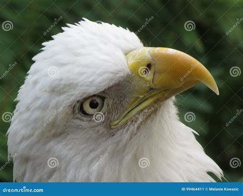 American Bald Eagle stock image. Image of bald, bird - 99464411