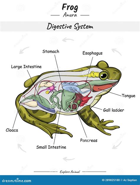 Frog Digestive System