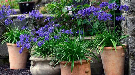 Best Perennials For Large Planters at Albertha Janes blog