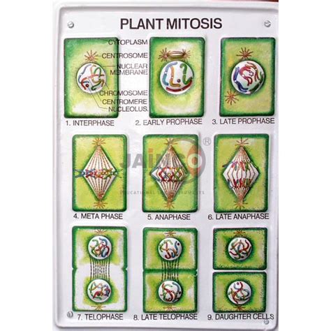 Plant Mitosis Model India, Plant Mitosis Model Manufacturer, Plant ...