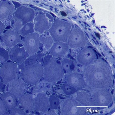 Toxics | September 2015 - Browse Articles