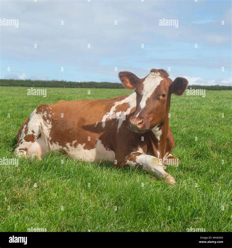 Ayrshire cow hi-res stock photography and images - Alamy