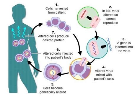 Basic Process of Gene Therapy 的图像结果