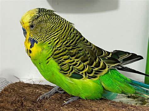 Feathered Mimics: The Speech Talents Of Budgerigar Birds - Child Mental ...