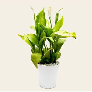 Cloud Farm Peace Lily Plant Price in India - Buy Cloud Farm Peace Lily ...