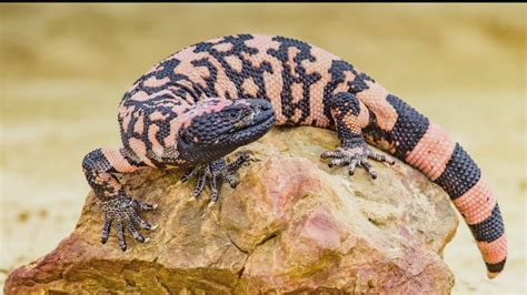 Gila monster bit Colorado man who died days later | wfaa.com