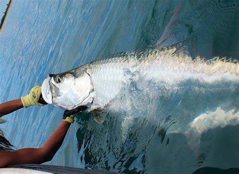 SLIGHTLY OBSESSED FISHING CHARTERS - All You Need to Know BEFORE You Go ...