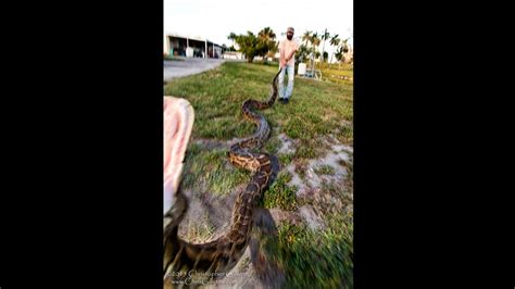 Image result for Giant Python Caught