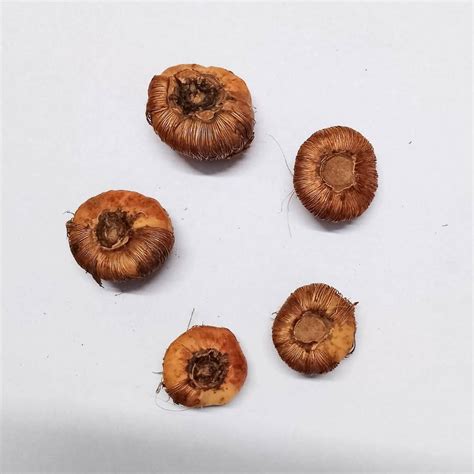 Buy Best Quality Tritonia Mixed Color Flower Bulbs Online - Organic Bazar