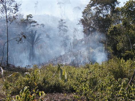Slash And Burn Agriculture Maya