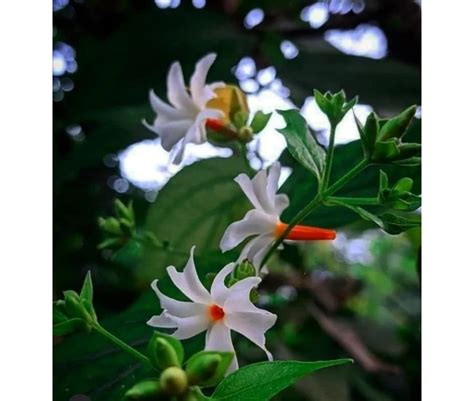 Eroanvia Garden Parijat Flower Tree/Seuli Flower Plant Harsingar Ka ...