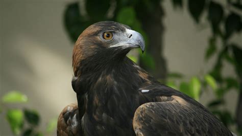 Wallpaper eagle, beak, eyes, bird, predator hd, picture, image