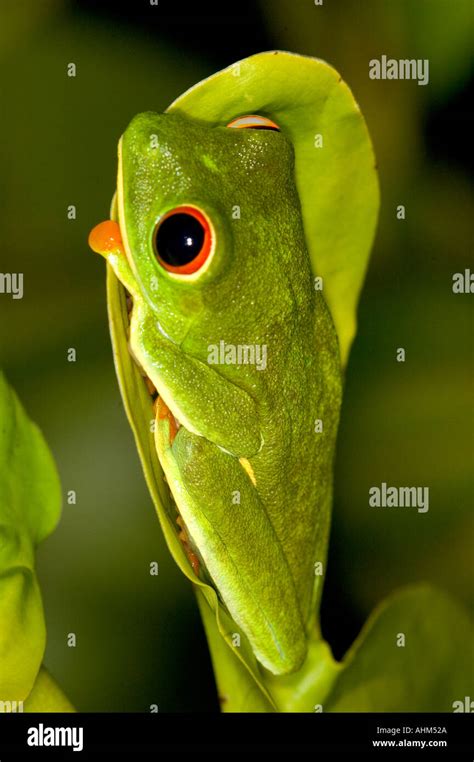 Image result for New Line JavaScript