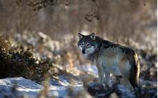 Aesthetic Wolf Wallpaper Pc by Wolf Wallpapers Hd Pictures One Hd Wallpaper Pictures Aesthetic Wolf Wallpaper Pc