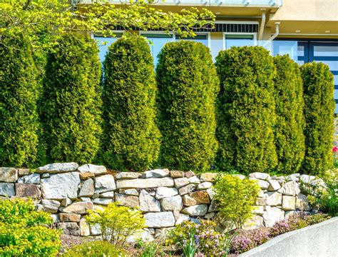 5 Tips for Growing Hedges for Privacy