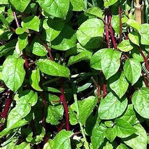 Red Poi Seeds, Malabar Spinach Pack of 25 : Amazon.in: Garden & Outdoors