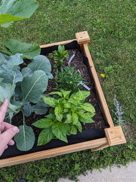 Ants in Raised Bed : r/gardening