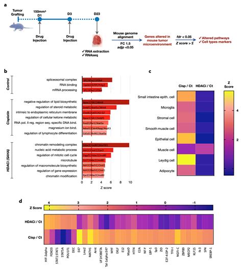 Ultrasound and Transcriptomics Identify a Differential Impact of ...