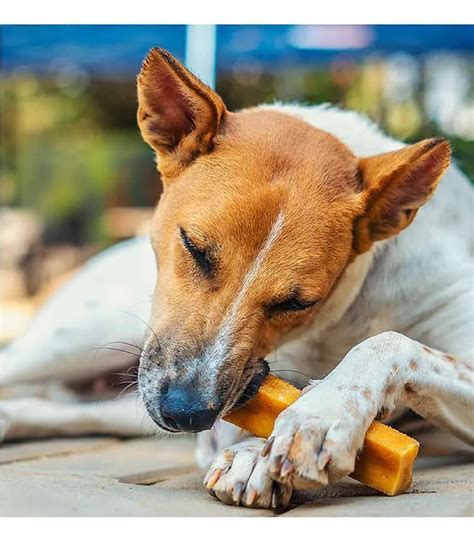 Buy Medium and Large Bars Dog Treats | Dogsee