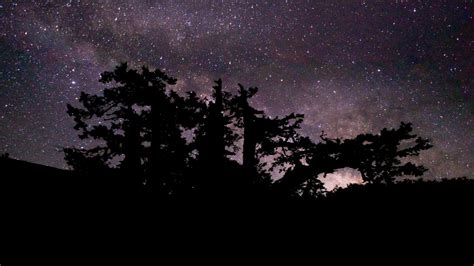 Wallpaper trees, branches, night, stars, starry sky hd, picture, image