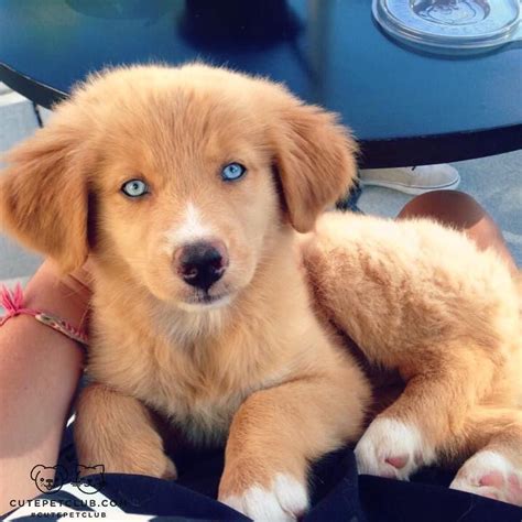 Cute Australian Shepherd Husky Golden Retriever Mix