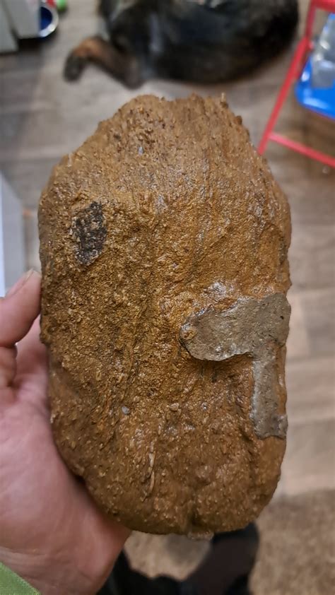 what's up with this fossil? looks like mud but doesn't come off : r/whatsthisrock