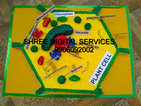 Biology Project Model 的图像结果