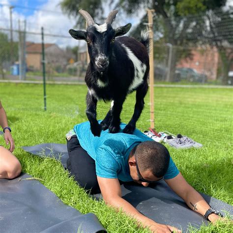 Try Goat Yoga for a Unique Yoga Experience – La Feria News