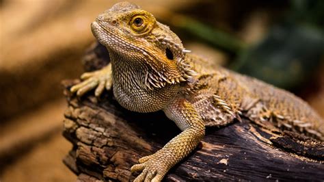 11 Types Of Bearded Dragon Morphs - Tededer.com