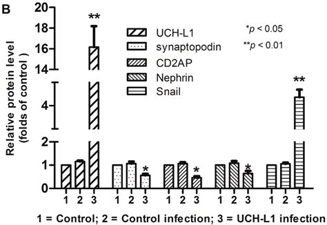 IJMS | Special Issue : Diabetic Complications: Pathophysiology ...