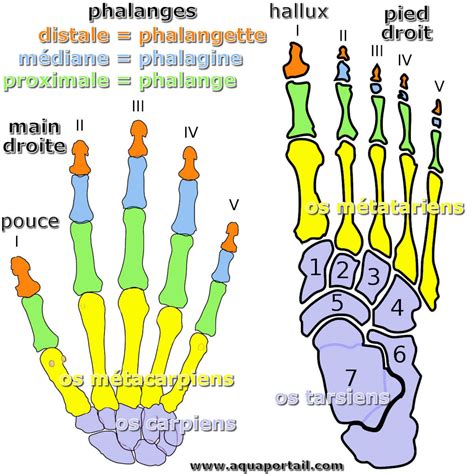 Phalange : définition et explications