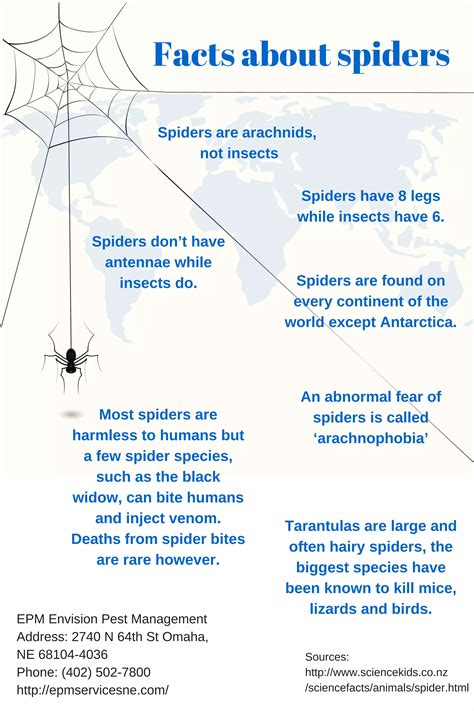 Facts about spiders | PDF