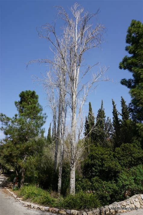 Populus nigra - Black Poplar, Water Popla, צפצפה שחורה, צפצפה שחורה ...