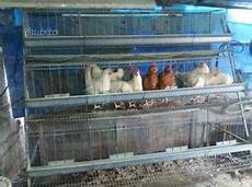 gabbie galline ovaiole prezzi gabbia per galline posot class gabbie galline ovaiole prezzi gabbia per galline posot class
