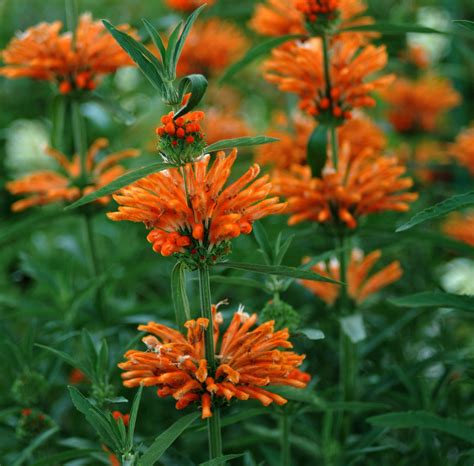 Plant of the month: Leonotis leonurus – Valley Water News