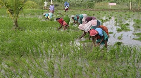 20 ஆண்டுகளுக்குப் பின்னர் நெல் உற்பத்தியில் தமிழகம் சாதனை | After 20 ...