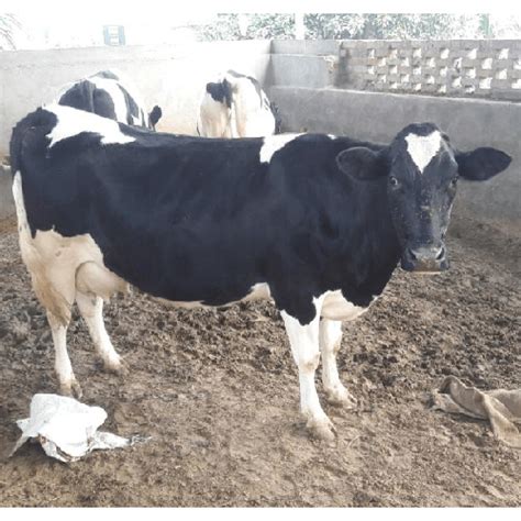 Pure Bread HF Cow /Nand pari Dairy Farm