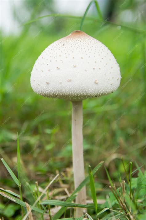 Premium Photo | False parasol, green-spored parasol or chlorophyllum ...