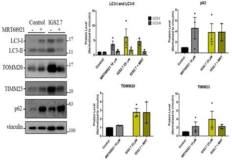 Discovery of Mitophagy Inhibitors with Therapeutic Potential in ...