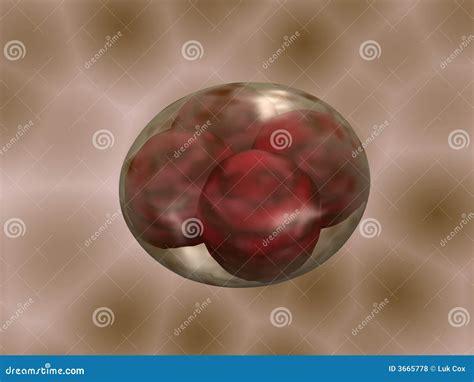 Four Cell Embryo stock illustration. Illustration of bubble - 3665778