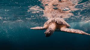 Sea turtle full hd, hdtv, fhd, 1080p wallpapers hd, desktop backgrounds ...
