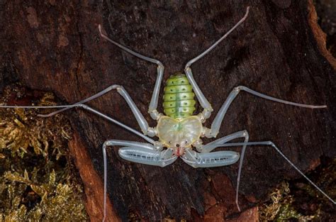 Image result for Adaptation Examples