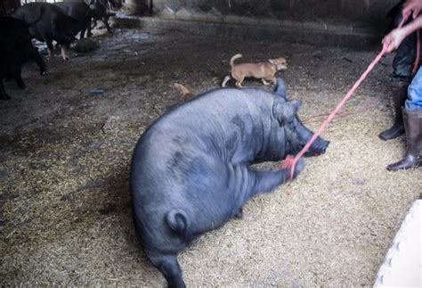 农家养了3年的黑猪 只为给儿子做道杀猪菜-北京时间