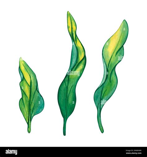 Watercolor green seaweed. Sea plant isolated on white background. Hand ...