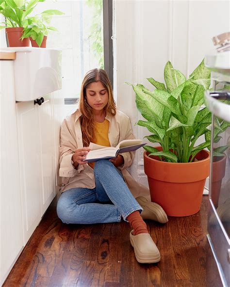 Prayer Plant Light Requirements: How Much Light Do Prayer Plants Need ...